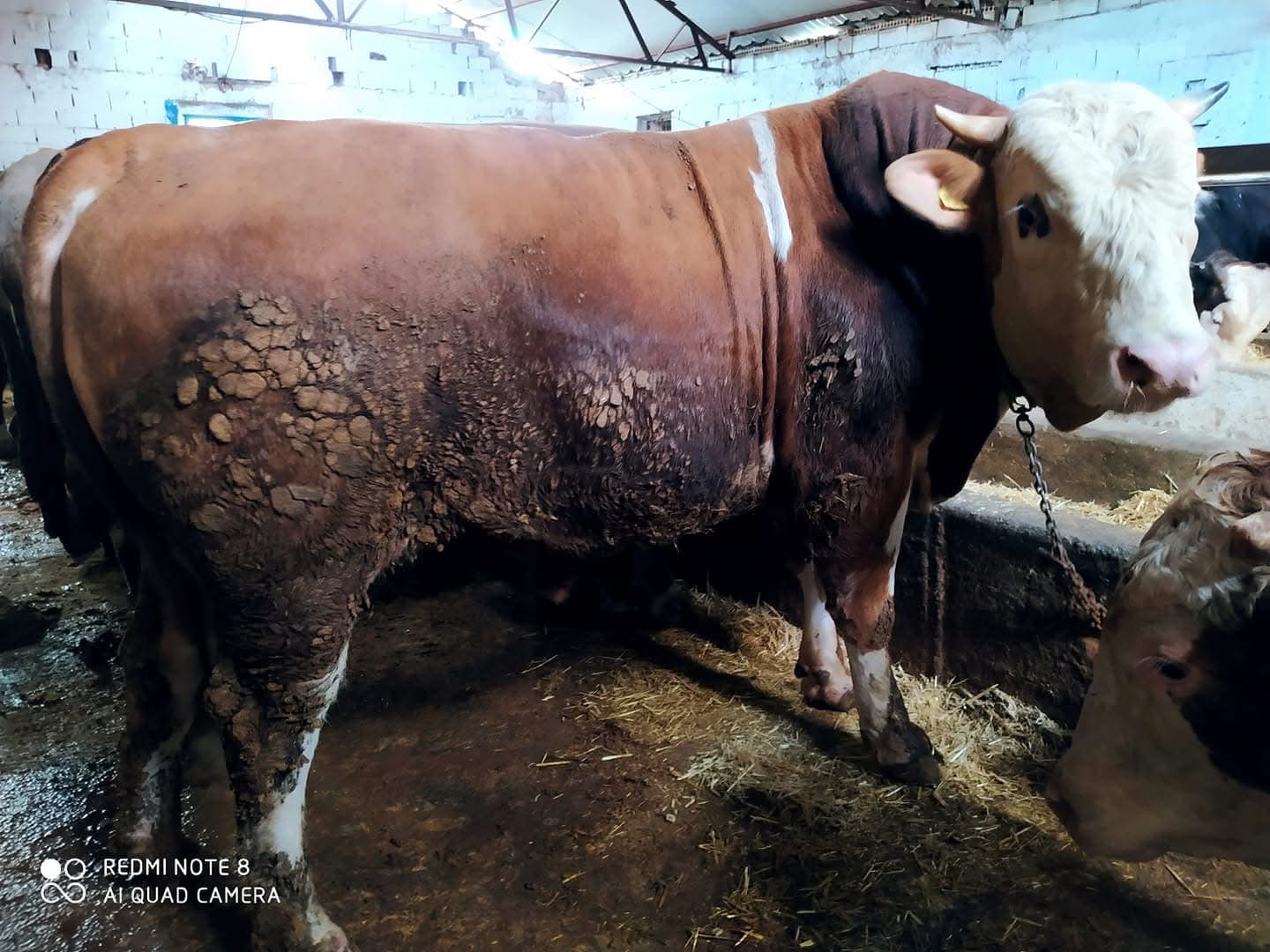 Tufanlar Besi modern kesim tesisi ve bekleme alanları